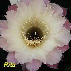 EP-H. Rita.4.2.jpg 
